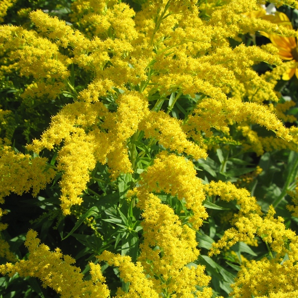 Золотарник (Solidago)