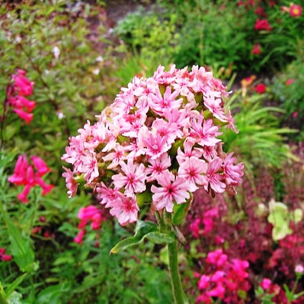 Лихнис, горицвет, или зорька (Lychnis)