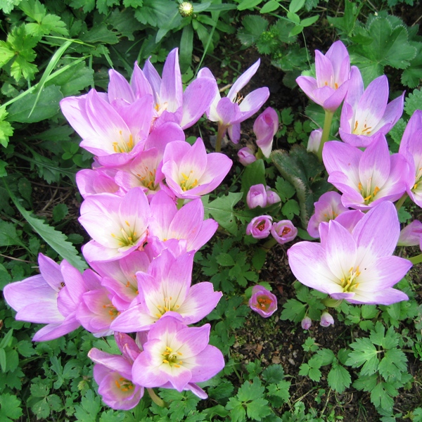Безвременник, или колхикум (Colchicum)