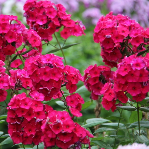 Флокс – Phlox. Описание. Виды. Условия выращивания.