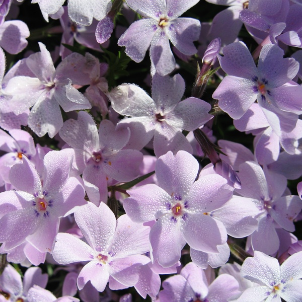 Флокс – Phlox. Описание. Виды. Условия выращивания.
