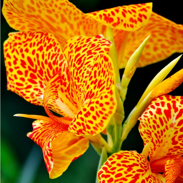 Канна (Canna)