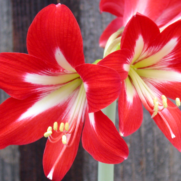 Амариллис (Amaryllis)