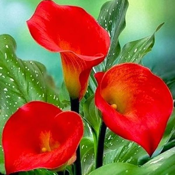 Калла Ред Алерт (Zantedeschia hybrid Red, Alert Calla Lily Red Alert)