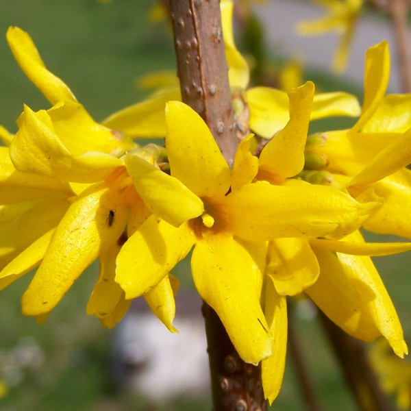 Форзиция (Forsythia)