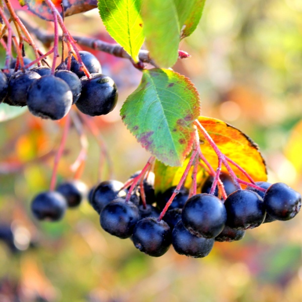 Арония, или черноплодная рябина (Aronia)