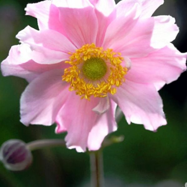 Анемона японская Королева Шарлотта (Anemone japonica Koeingin Charlotte)