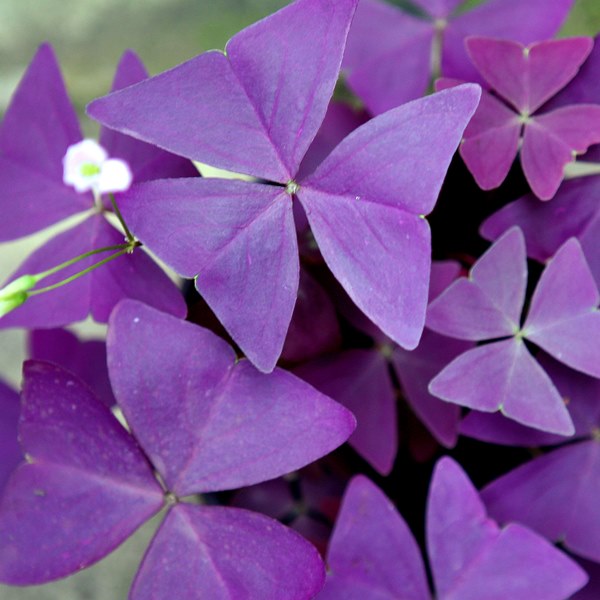 Оксалис треугольный, или кислица треугольная (Oxalis Triangularis Myke)