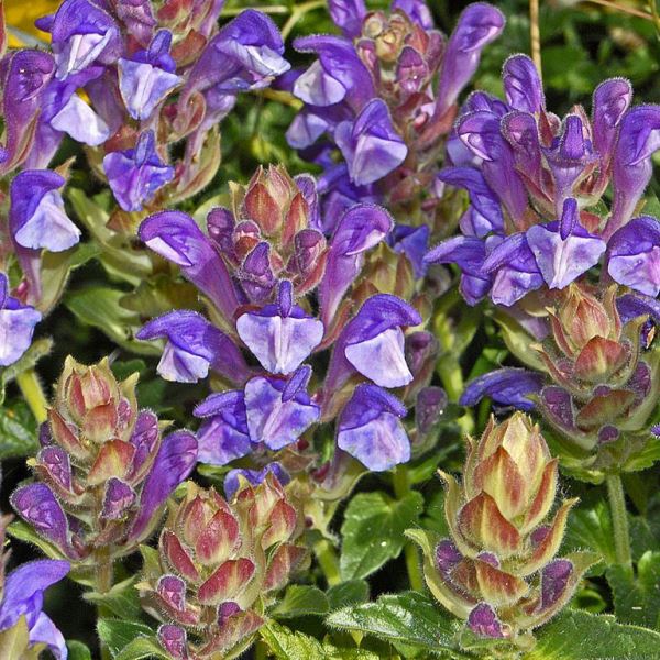 Шлемник байкальский (Scutellaria Baicalensis Georgi L.)