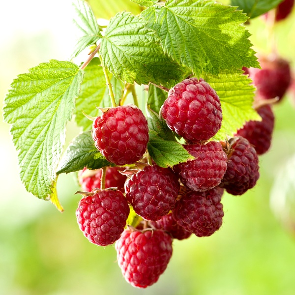 Малина (Rubus)