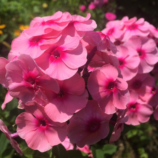 Флокс – Phlox. Описание. Виды. Условия выращивания.