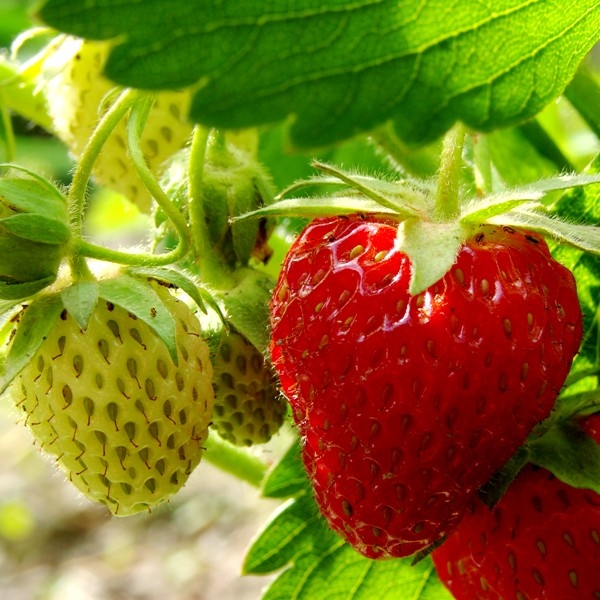 Клубника, садовая земляника, или фрагария ананасная (Fragaria ananassa)