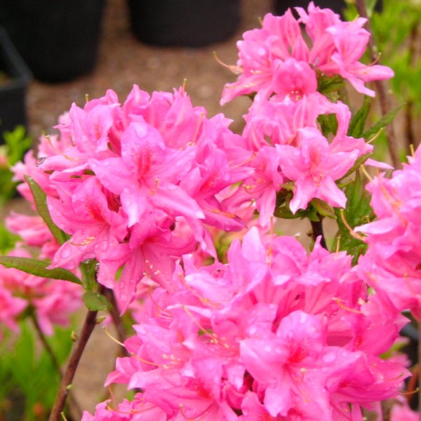 Рододендрон (Rhododendron)