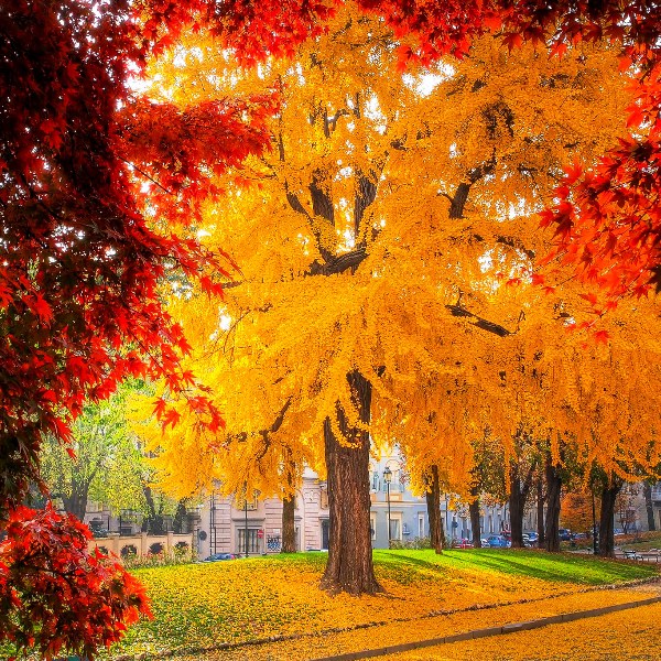 Гинкго (Ginkgo)