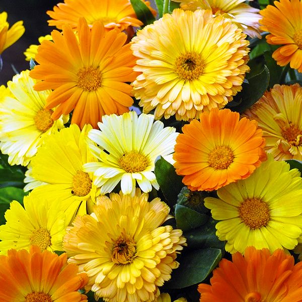 Календула (Calendula officinalis L.)