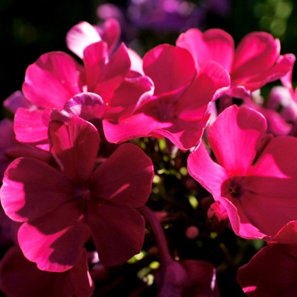 Флокс – Phlox. Описание. Виды. Условия выращивания.