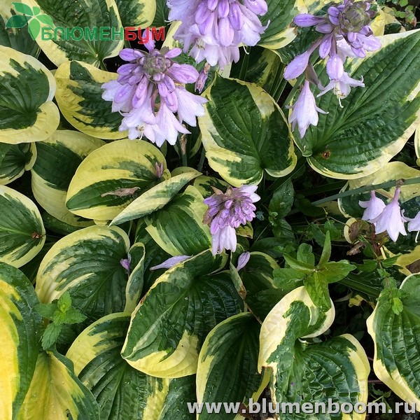 Хоста (Hosta)