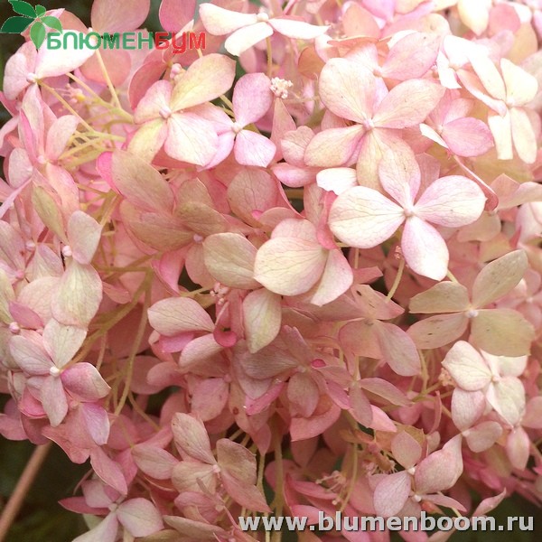 Гортензия Кандибель Фото Гортензия Кандибель Фото