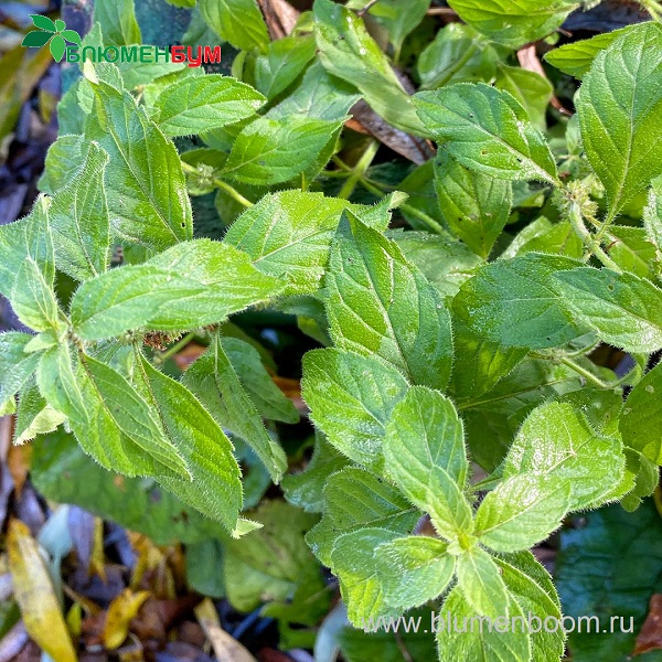 Мята полевая, банановая (Mentha arvensis Banana)