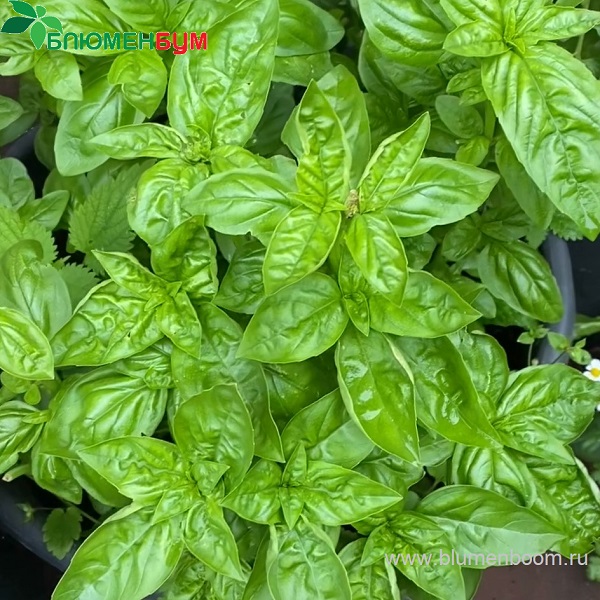 Базилик душистый (Ocimum basilicum L.)