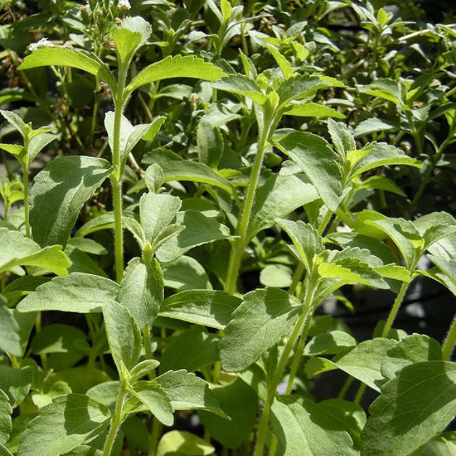 Стевия (Stevia)