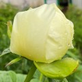 Лимонно-шифоновые грезы