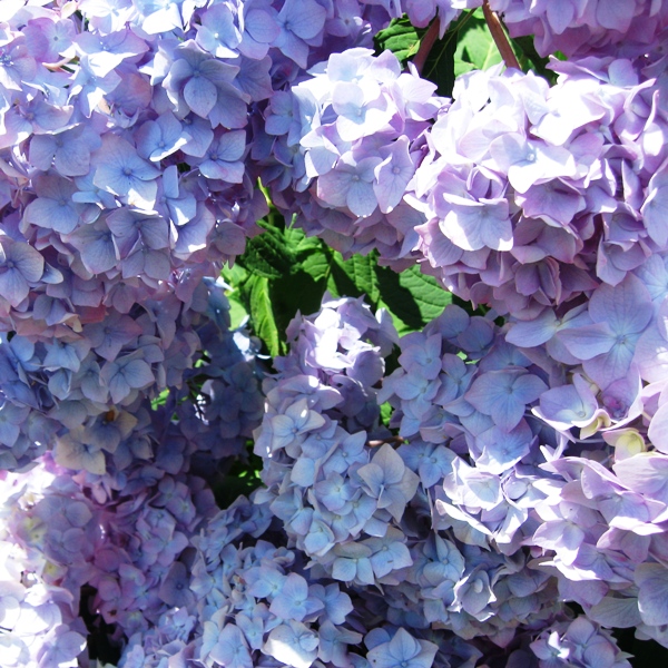 Вечное Лето Гортензия Купить Фото